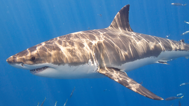 The great white shark is a lamniform shark, a group that dominated oceans in the Cretaceous Period.